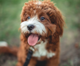 Cavapoo Puppies For Sale Fairfield Furbabies